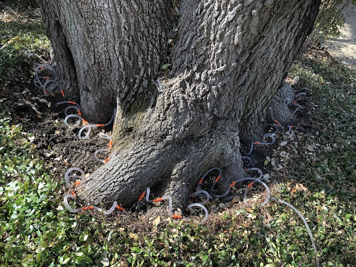 Detailed Tree Cabling and Bracing job site in Tappahannock