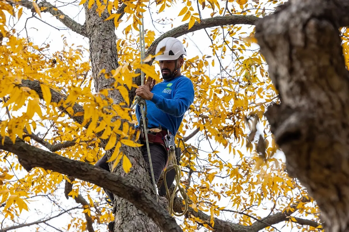 Skilled Tree Transplanting crew working in Tappahannock